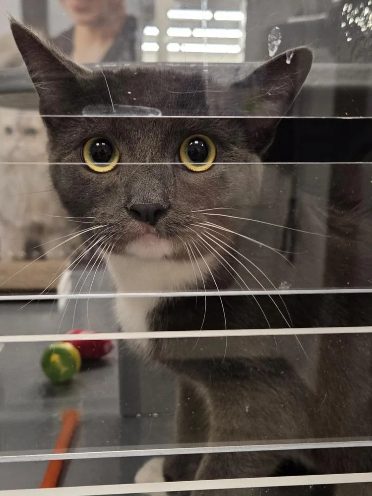 A young medium-sized female Domestic Short Hair cat named Mary Jane for adoption in Calimesa, CA