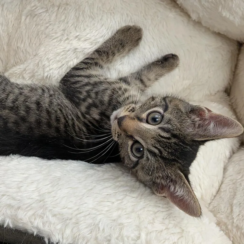 A baby small-sized female Brown / Chocolate Domestic Short Hair cat named Kirby for adoption in Hannibal, MO