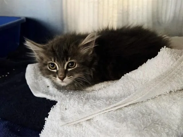 A baby small-sized female Domestic Medium Hair cat named A for adoption in Martinez, CA