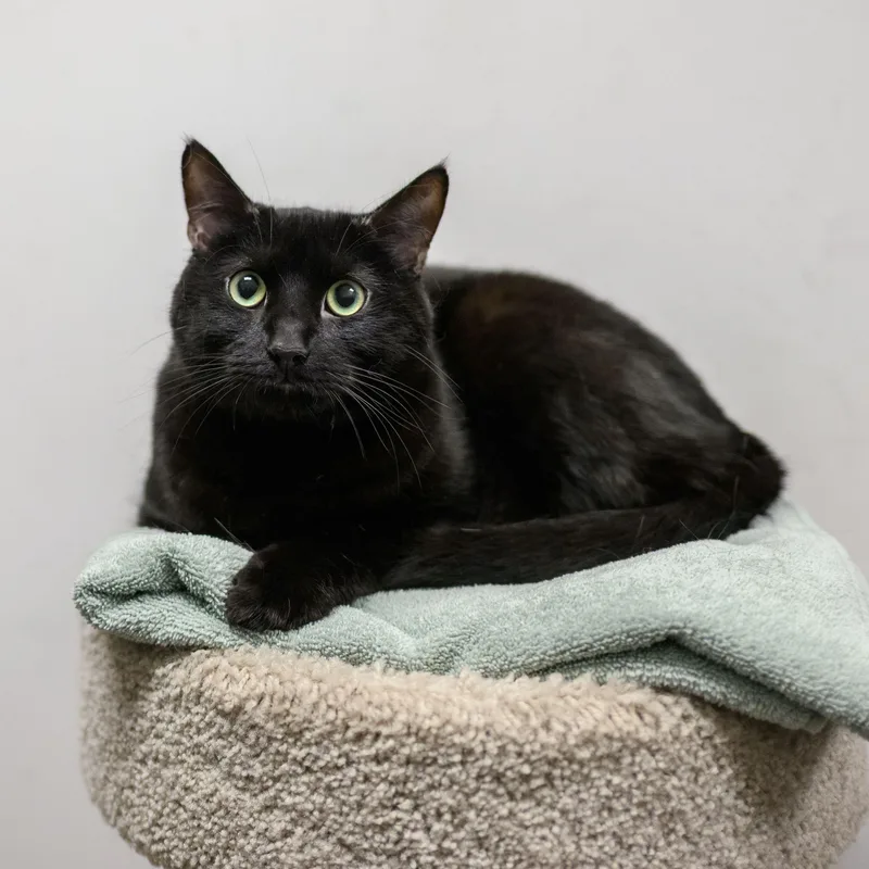A young medium-sized male Domestic Short Hair cat named Pete The Cat for adoption in Hamilton, NJ