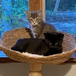 A baby small-sized female Tabby (Gray / Blue / Silver) Domestic Short Hair cat named Belle for adoption in Rochester, MN