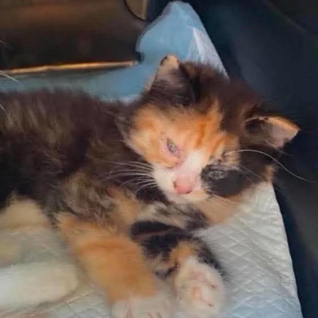 A baby small-sized female Calico Domestic Short Hair cat named Mindy for adoption in Winchester, VA