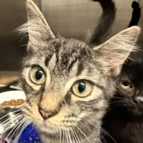 A baby small-sized male Domestic Medium Hair cat named Portabello for adoption in Horn Lake, MS