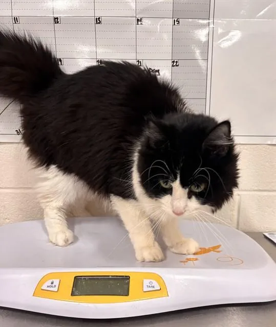An adult medium-sized male Domestic Medium Hair cat named Dash for adoption in Upper Marlboro, MD