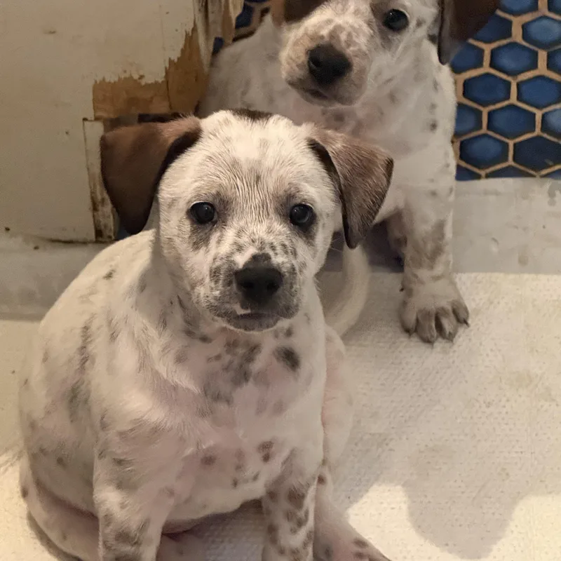 Jasmine and Lily thumbnail 3