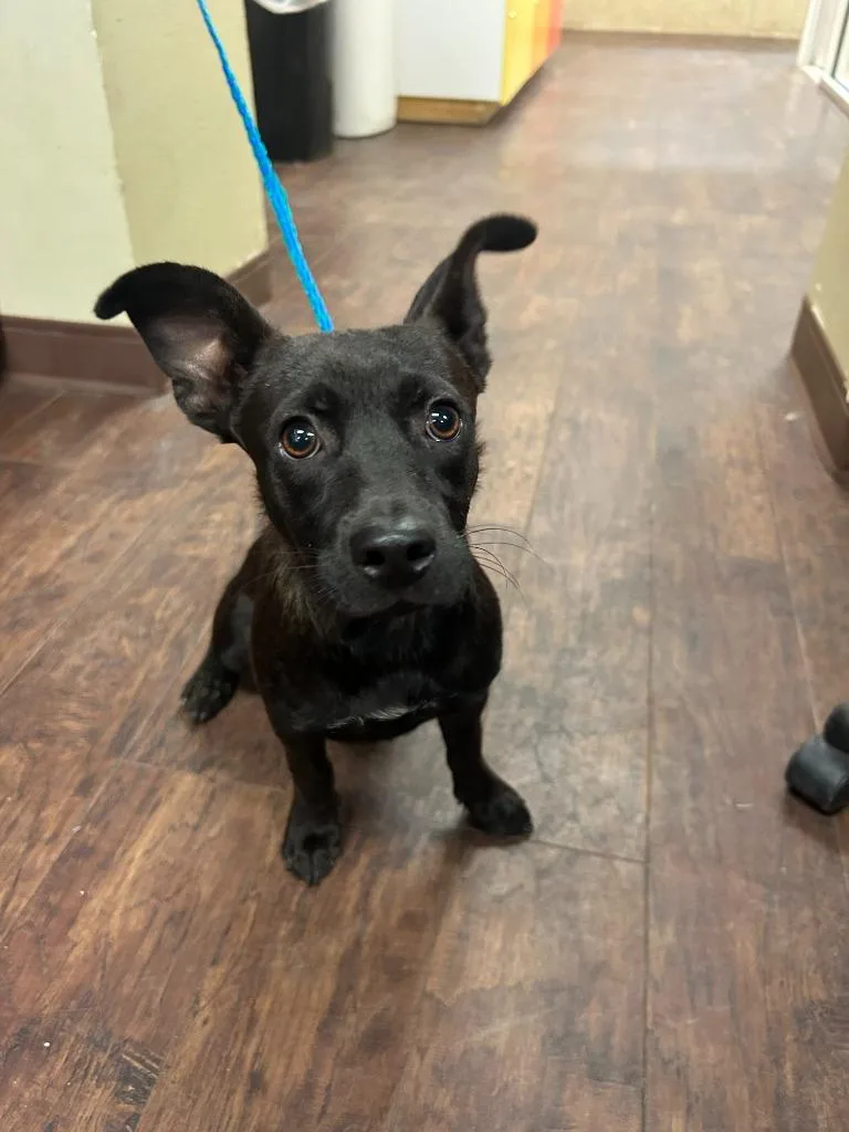 A baby medium-sized male Terrier dog named Dog Kennels for adoption in Greenville, TX