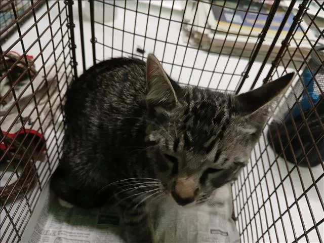 A baby medium-sized male Domestic Short Hair cat named Mbappe for adoption in Los Angeles, CA