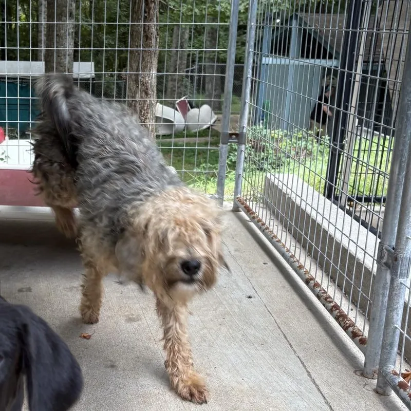 A young medium-sized male Yellow / Tan / Blond / Fawn Wheaten Terrier dog named Pokey for adoption in Columbus, NC