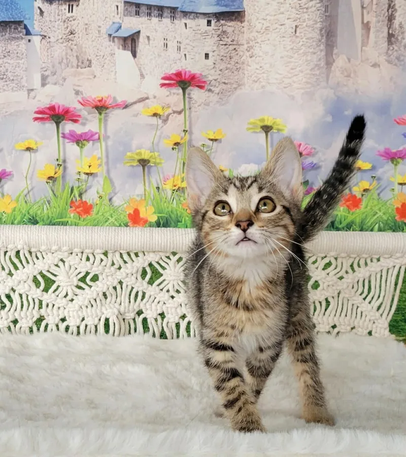 A baby small-sized female Tabby (Brown / Chocolate) Tabby cat named Ranjuru for adoption in Greensburg, PA