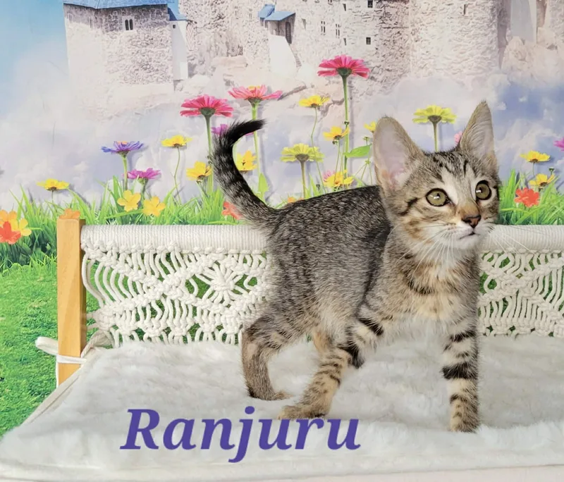Ranjuru thumbnail 5
