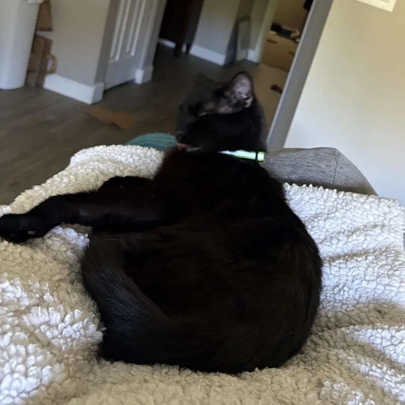 Shiloh thumbnail 3