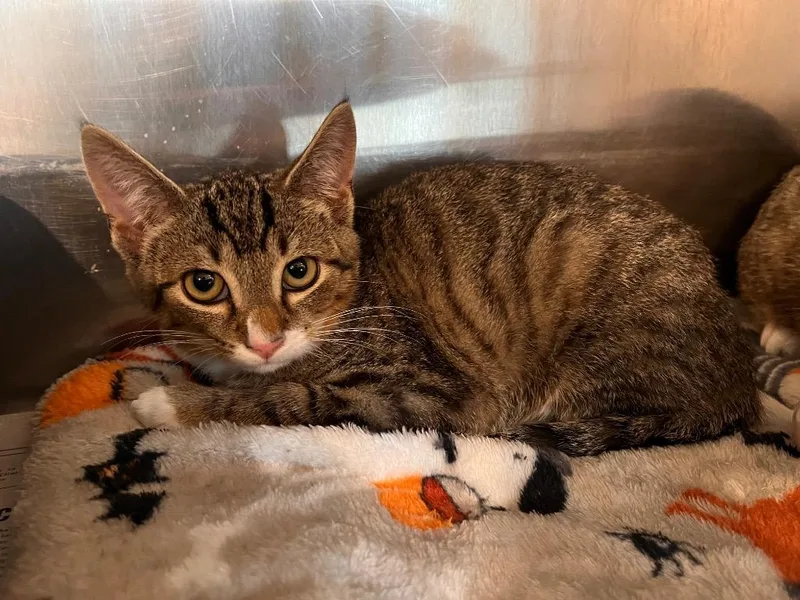 A baby small-sized male Domestic Short Hair cat named Zim for adoption in Peru, NY