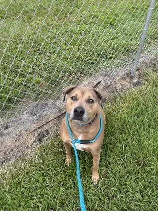 An adult large-sized male Mixed Breed dog named Gunny for adoption in Vero Beach, FL