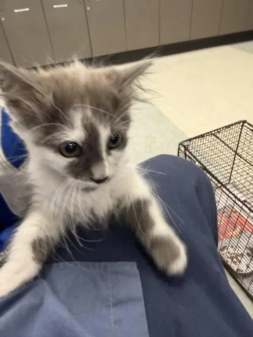 A baby small-sized male Domestic Short Hair cat named Tj for adoption in Van Nuys, CA