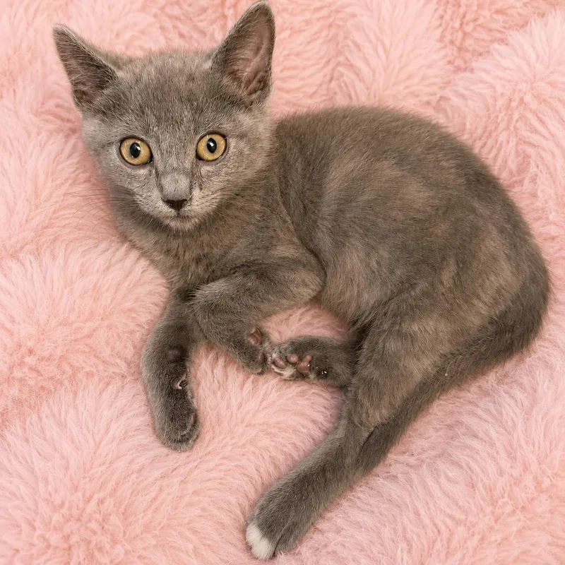 A baby medium-sized female Gray / Blue / Silver Russian Blue cat named Ontario Grey Baby Girl for adoption in Glendora, CA