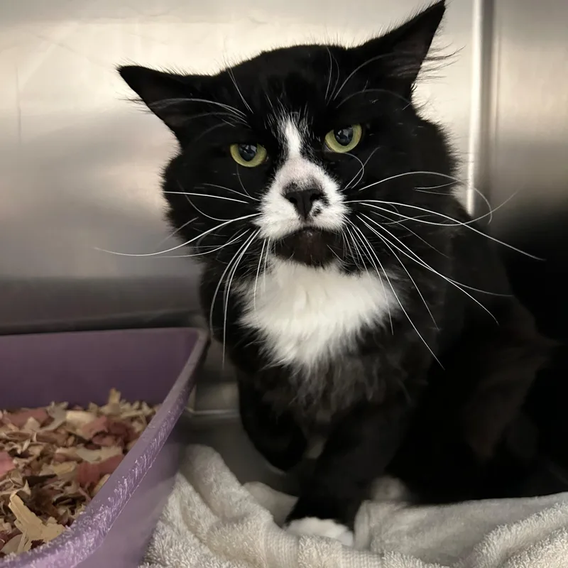 An adult medium-sized male Domestic Medium Hair cat named Rocky for adoption in Lindon, UT