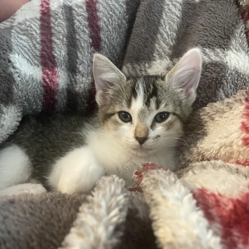 A baby small-sized female Brown / Chocolate Domestic Short Hair cat named Sand Dollar for adoption in Fairfax Station, VA