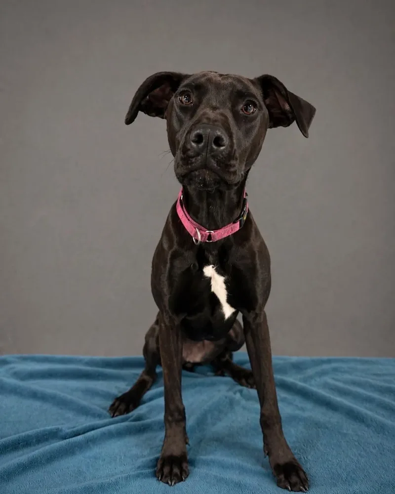 A young medium-sized female Doberman Pinscher dog named Strawberry CL for adoption in Louisburg, KS