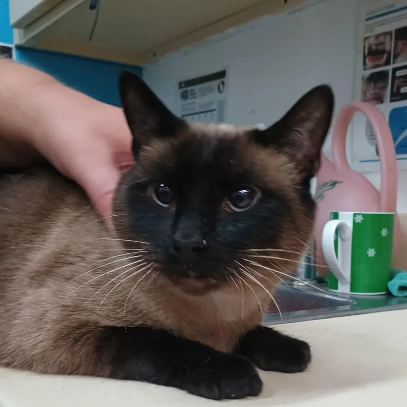 An adult large-sized male Cream / Ivory Siamese cat named Buddha for adoption in Ardmore, OK