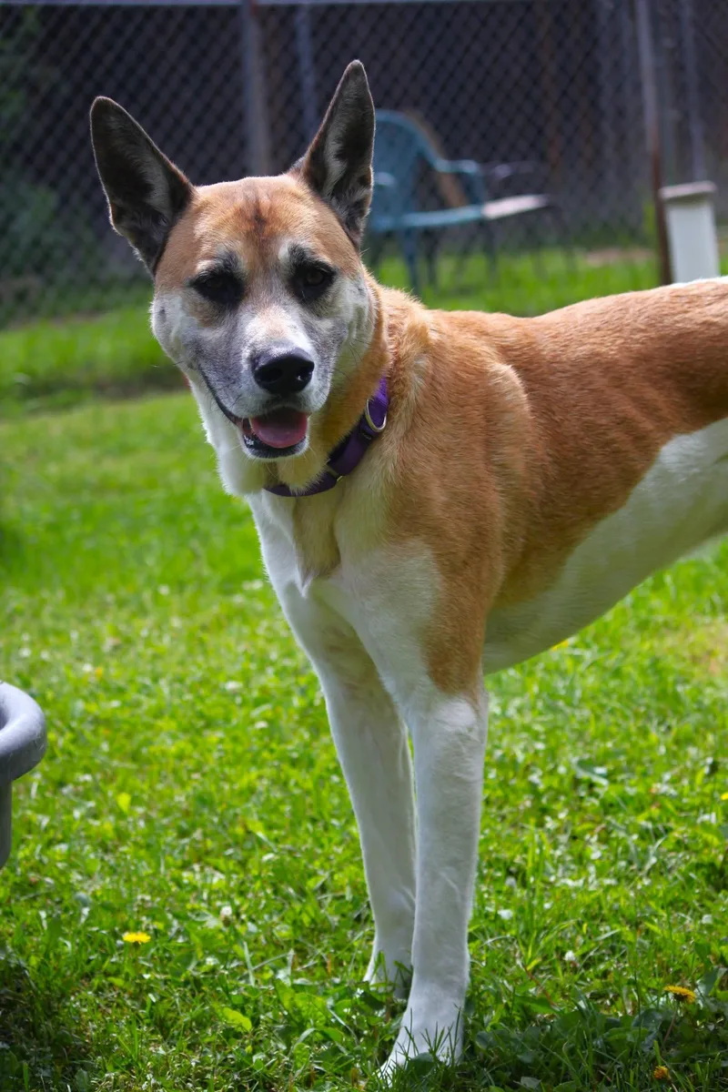 A young large-sized male Apricot / Beige Akita dog named BamBam for adoption in Hayward, WI
