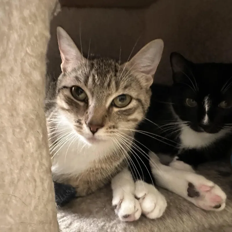 Polly & Cash thumbnail 2