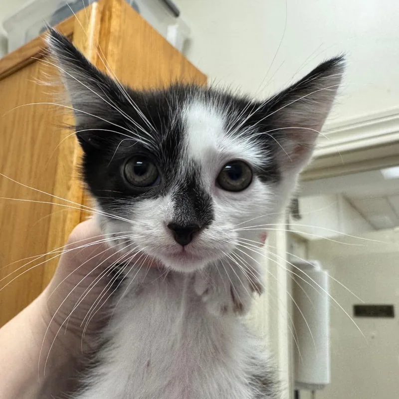 A baby small-sized female Black Domestic Short Hair cat named Recess for adoption in Pekin, IL