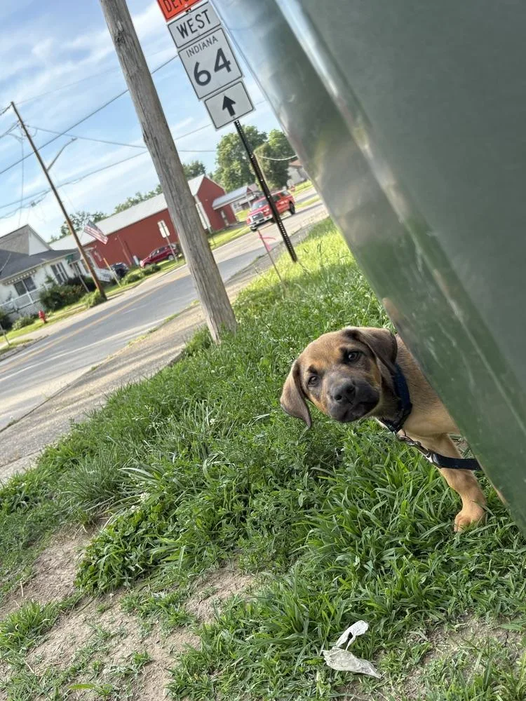 A baby medium-sized male Labrador Retriever dog named Duran Duran for adoption in Evansville, IN