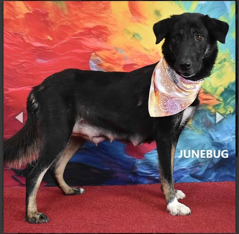 Junebug