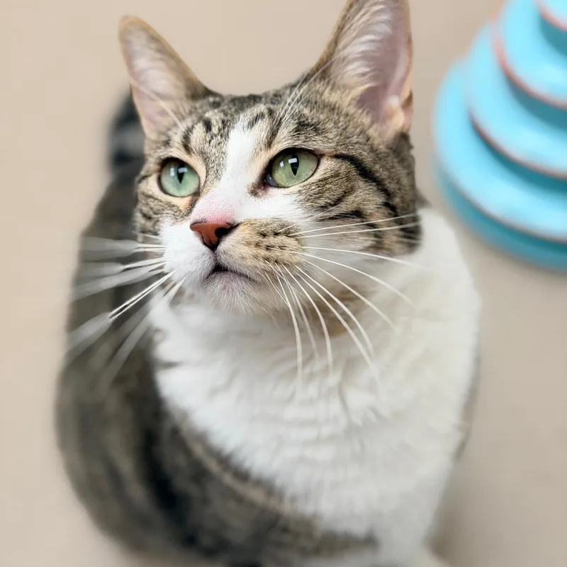 An adult large-sized male Brown / Chocolate Domestic Short Hair cat named Pip for adoption in Champaign, IL