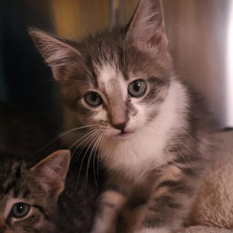 A baby small-sized female Gray / Blue / Silver Domestic Short Hair cat named Denahi for adoption in Waukesha, WI