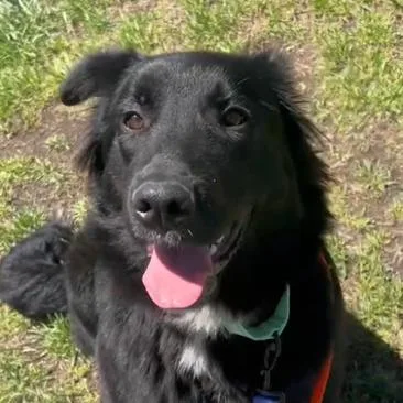 A young medium-sized male Black Mixed Breed dog named Shaggy for adoption in Westhampton, NY