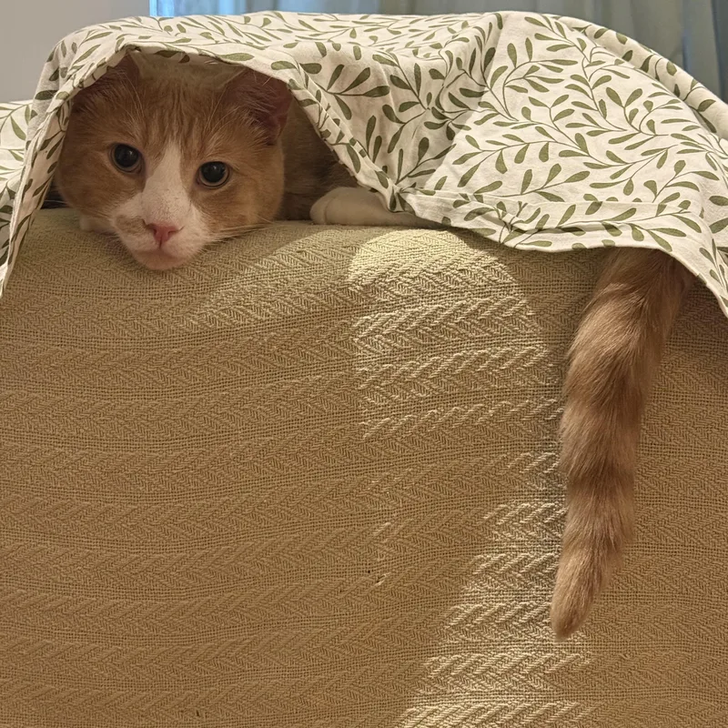 A young medium-sized male Orange & White Domestic Short Hair cat named Remi for adoption in New York, NY