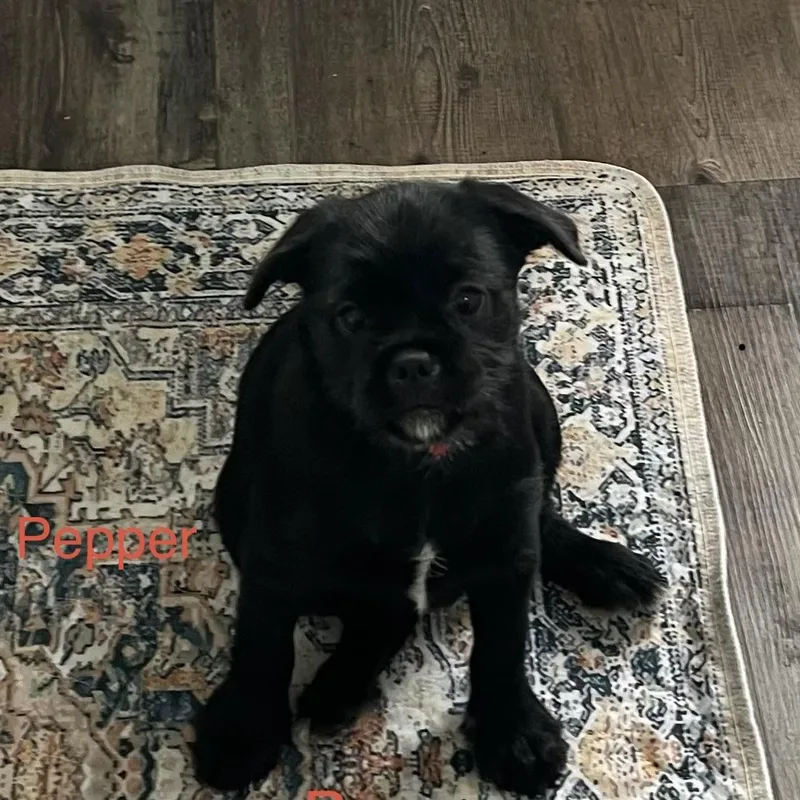 Pepper thumbnail 2