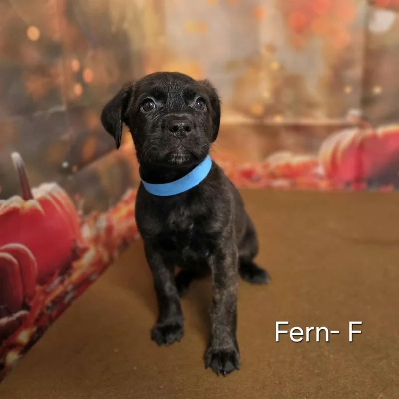 A baby medium-sized female Retriever dog named Fern for adoption in Griswold, CT