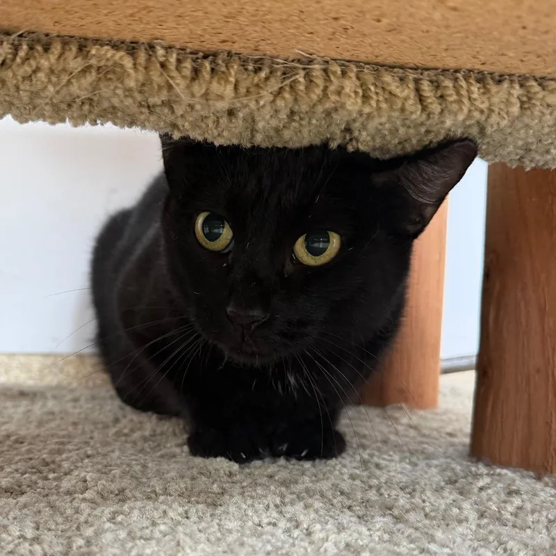 An adult small-sized female Black Domestic Short Hair cat named Maple for adoption in Deerfield, IL