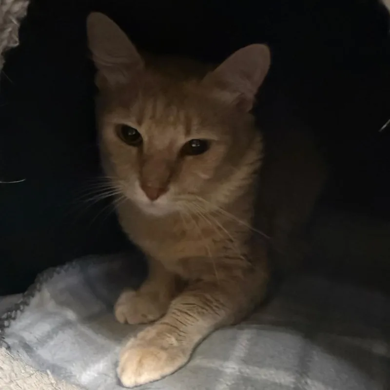 An adult large-sized male Buff / Tan / Fawn Domestic Short Hair cat named Buli City of for adoption in Chino Hills, CA
