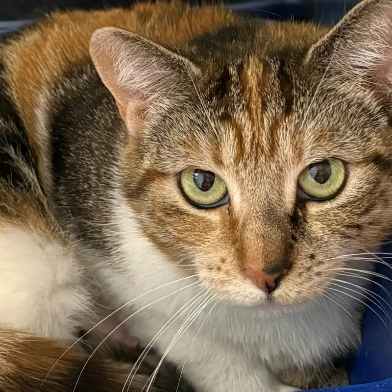 An adult medium-sized female Calico Domestic Short Hair cat named Paris for adoption in East Hanover, NJ