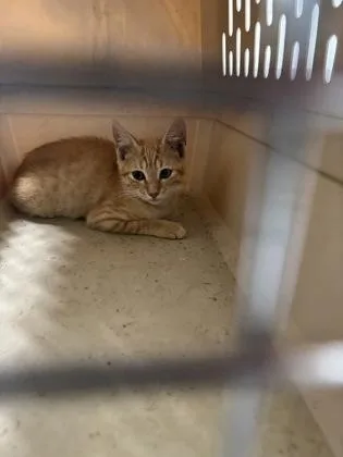A baby small-sized male Domestic Short Hair cat named Cheeto Puff for adoption in Cumming, GA