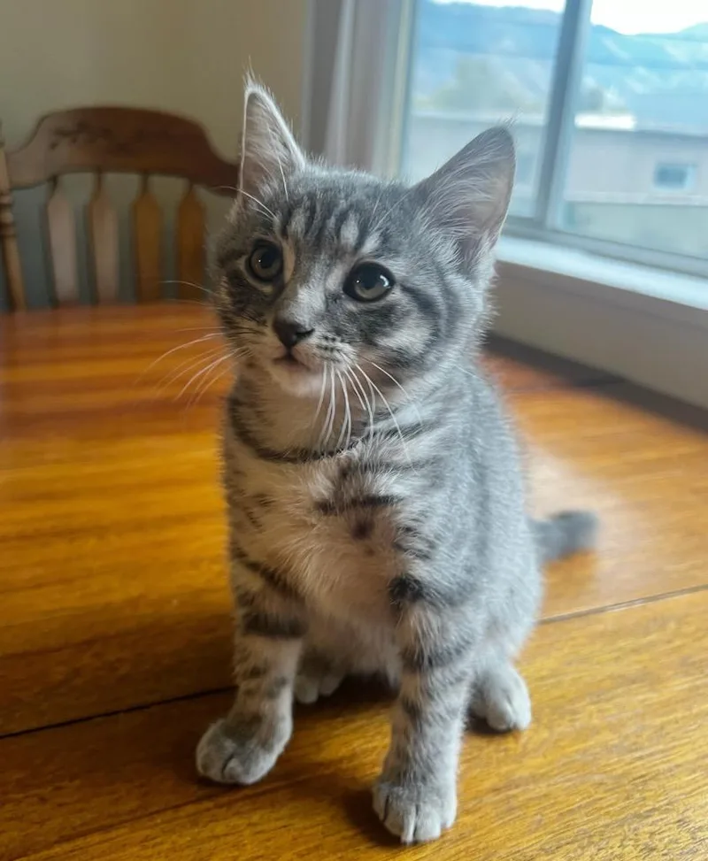 A baby medium-sized female Domestic Short Hair cat named Artemis for adoption in Logan, UT
