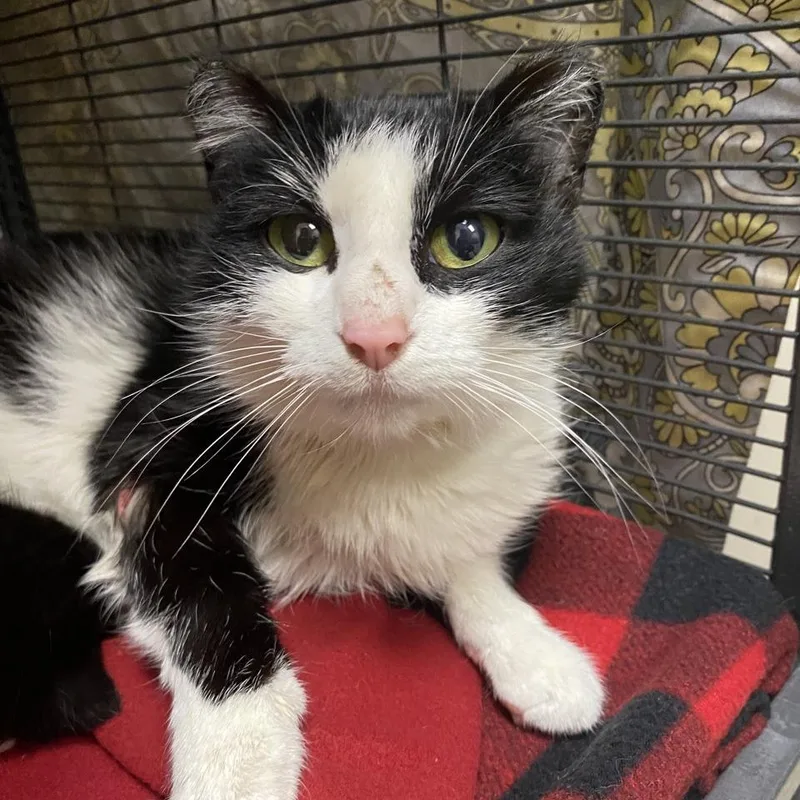 An adult medium-sized female Black Domestic Short Hair cat named Posy for adoption in Norfolk, NE