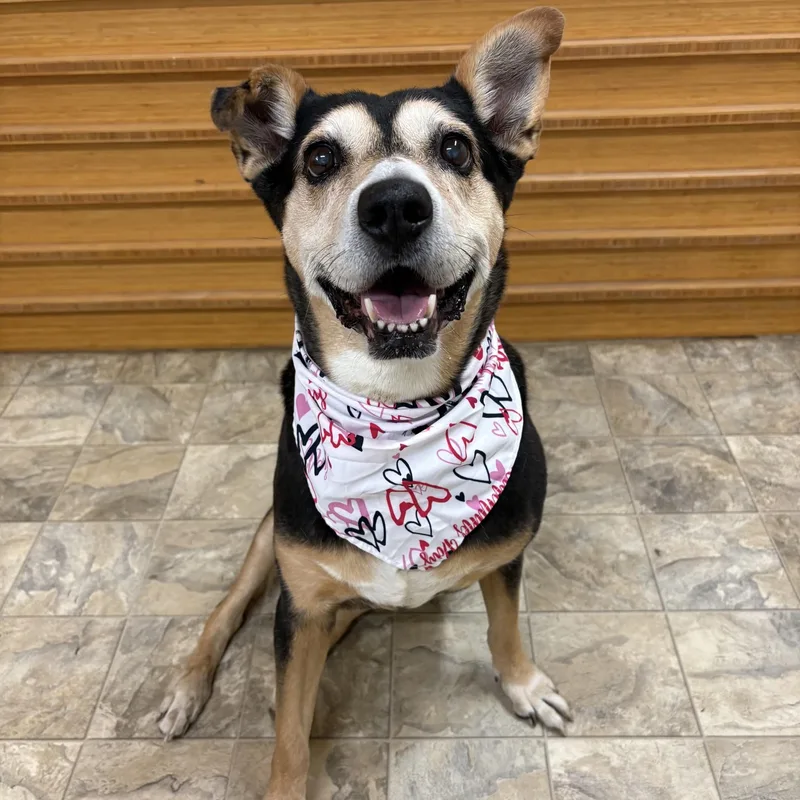 A senior medium-sized female Shepherd dog named Sadie for adoption in Pilot Point, TX