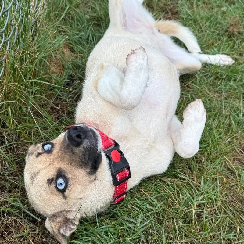 A young small-sized female Yellow / Tan / Blond / Fawn Mixed Breed dog named Reece Puppycups for adoption in Fredericksburg, VA