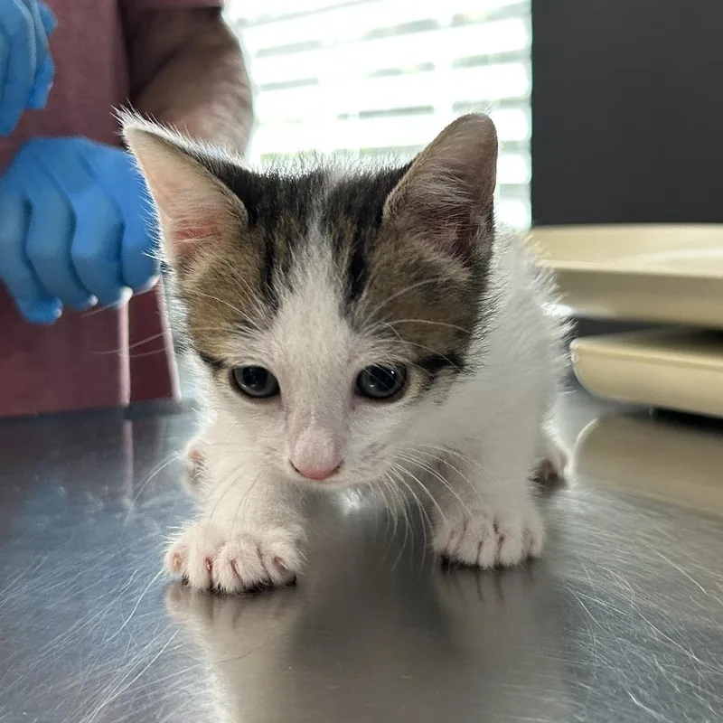 Calico aka Thor