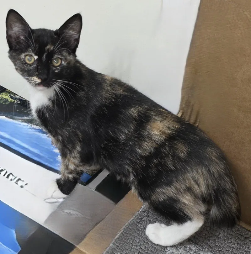 A young medium-sized female Domestic Short Hair cat named Maggie H. for adoption in Cary, NC