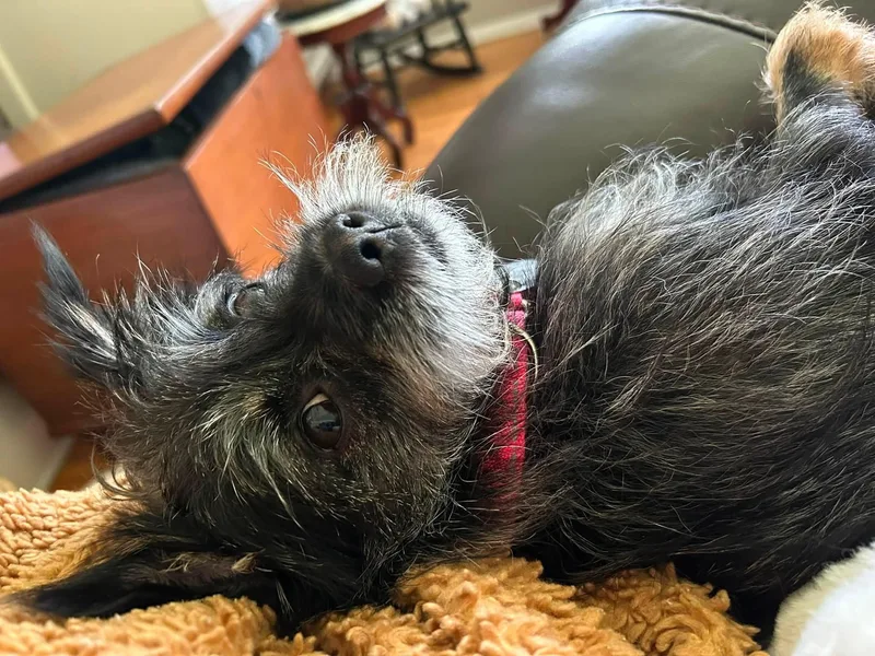 Izzy