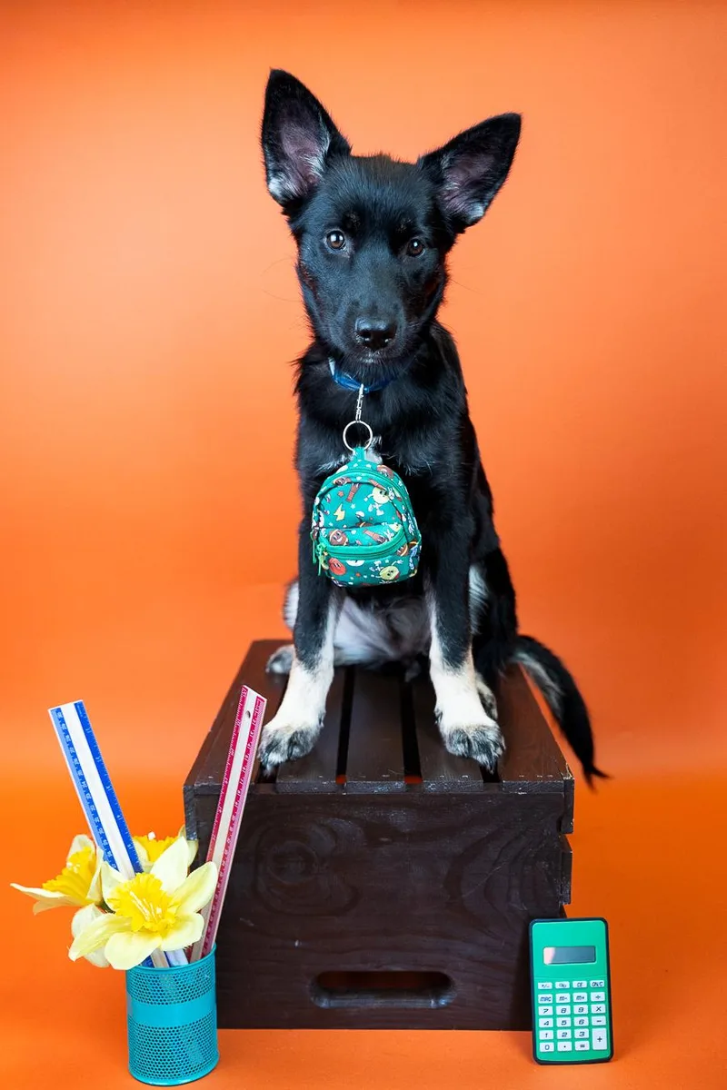 A baby medium-sized female Cattle Dog dog named 665-26 for adoption in Brighton, CO