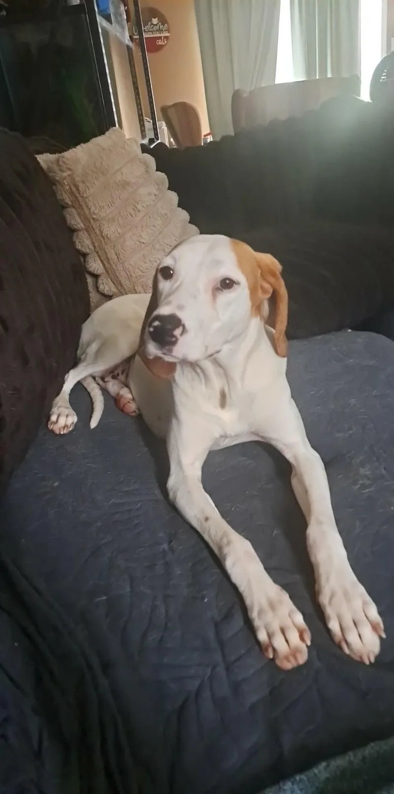 A young medium-sized female White / Cream Coonhound dog named Kate for adoption in Grand Rapids, MI