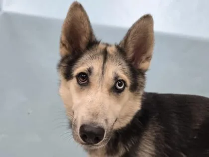 Nova
