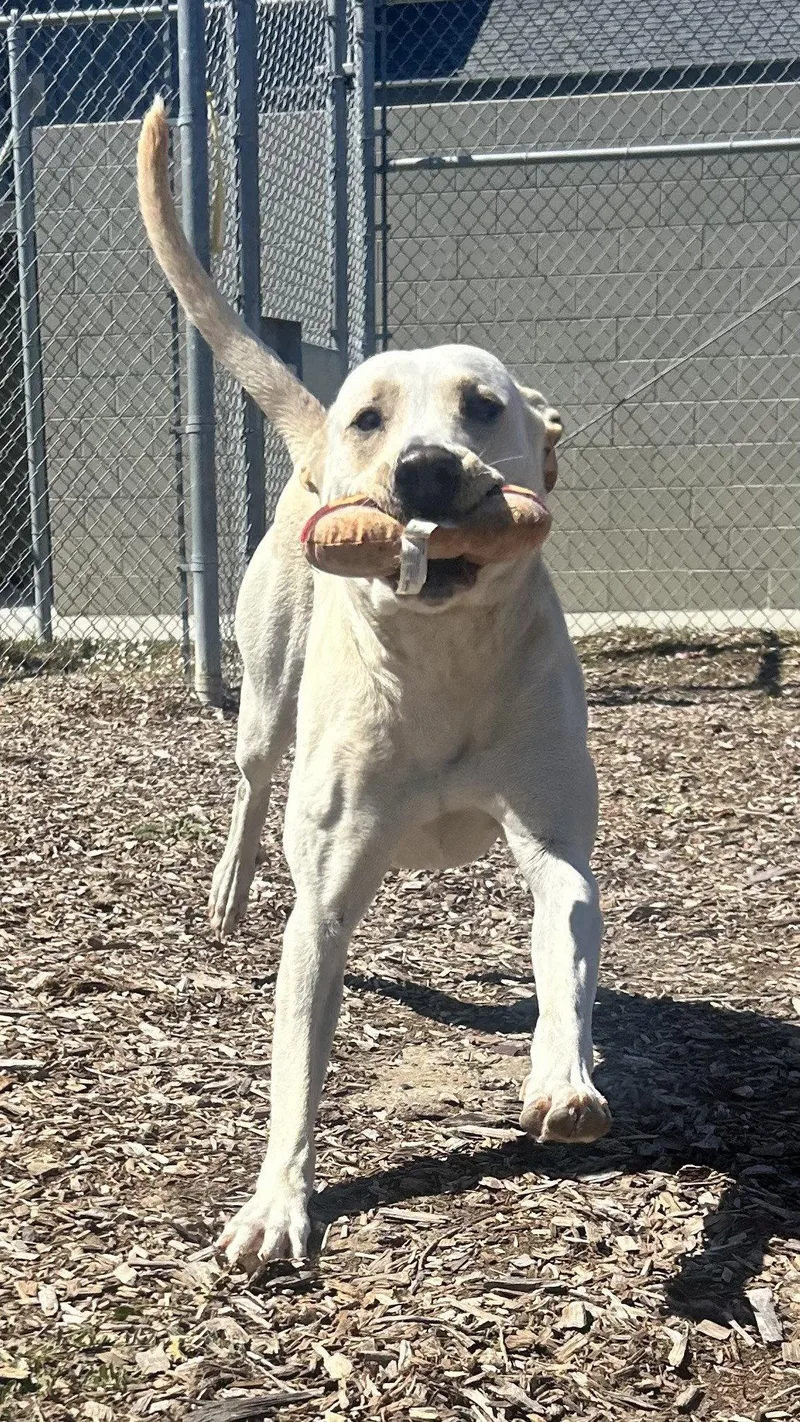An adult medium-sized female Labrador Retriever dog named Denali for adoption in Burlingame, CA