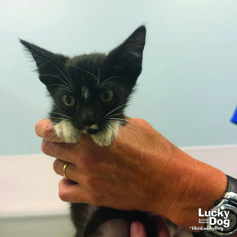 A baby medium-sized male Domestic Short Hair cat named HeMan for adoption in Washington, DC